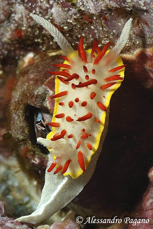 Diaphorodoris papillata